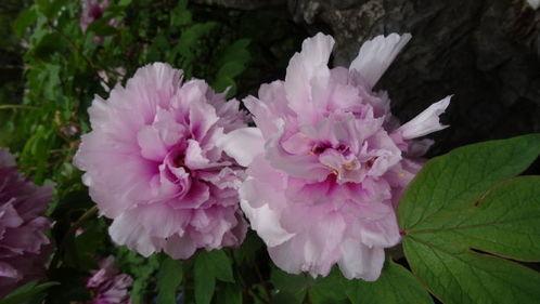 明星牡丹,绽放东方的艳丽传奇